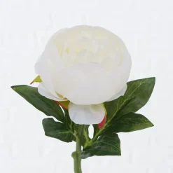 Boltze Stielblume Bauernrose