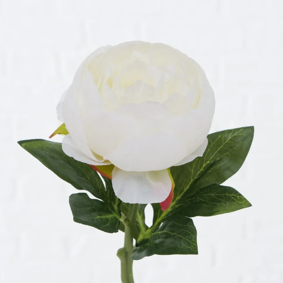 Boltze Stielblume Bauernrose