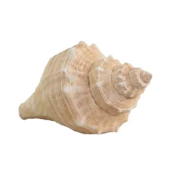 Chic Antique Dekofigur Muschel aus Kunstharz