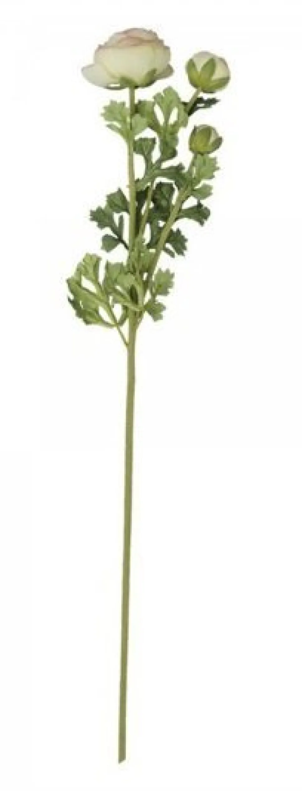 Chic Antique Fleur Butterblume melone