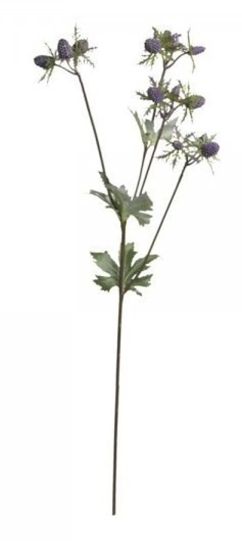 Chic Antique Fleur Distel 1