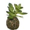Chic Antique Fleur Sukkulente mit Moos Ball