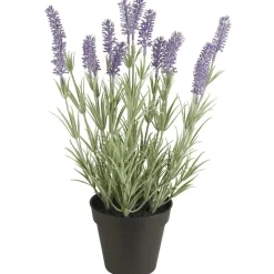 IB Laursen Lavendelpflanze in Topf