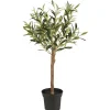IB Laursen Olivenbaum in Topf
