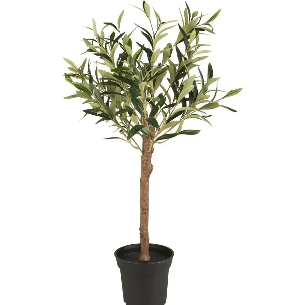 IB Laursen Olivenbaum in Topf